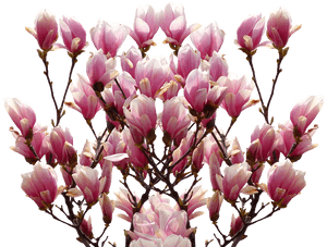 Magnolia, Spring, Nature, Blossom, Bloom, Pink, Bush - Magnolia Transparent, HD Png Download PNG image with transparent background