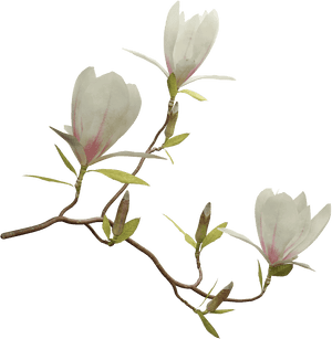 Magnolia Png , Png Download - Png Magnolia, Transparent Png PNG image with transparent background