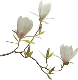 Blooming Magnolia Branches PNG Image