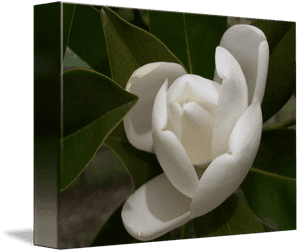 White Southern Opening By - Southern Magnolia, HD Png Download PNG image with transparent background