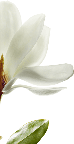 We Have Selected Magnolia That Is Native To Southwest - Magnolia, HD Png Download PNG image with transparent background