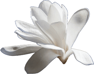 Magnolia - Magnolia Transparent, HD Png Download PNG image with transparent background
