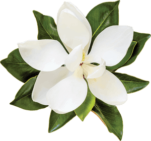 Flower,flowering Family,gardenia - Transparent Magnolia Flower, HD Png Download PNG image with transparent background