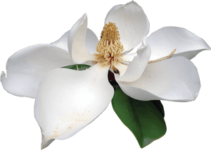 Magnolia White Magnolia White Flower Png- - Magnolia Flower Transparent Background, Png Download PNG image with transparent background