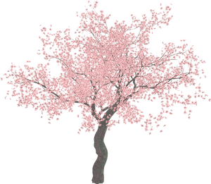 Transparent Magnolia Png - Cherry Blossom Tree Png, Png Download PNG image with transparent background