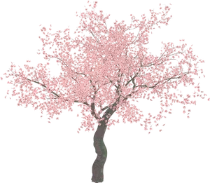 Blooming Magnolia Tree PNG Image