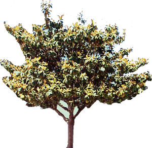 Magnolia Tree Png, Transparent Png PNG image with transparent background