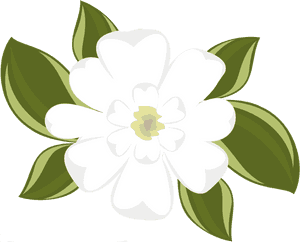 Southern Magnolia Clip Art, HD Png Download PNG image with transparent background