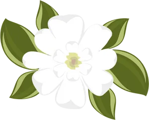 Blooming Magnolia Vector Illustration PNG Image