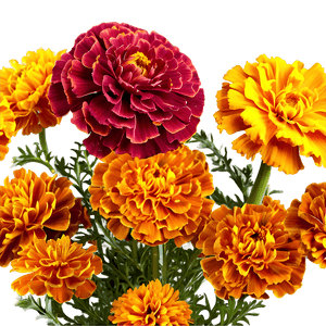 Blooming Marigold PNG 06112024 PNG image with transparent background