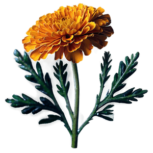 Blooming Marigold PNG 14 PNG image with transparent background
