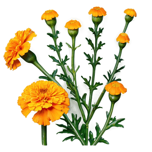 Blooming Marigold PNG dst PNG image with transparent background