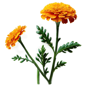 Blooming Marigold PNG hdq1 PNG image with transparent background