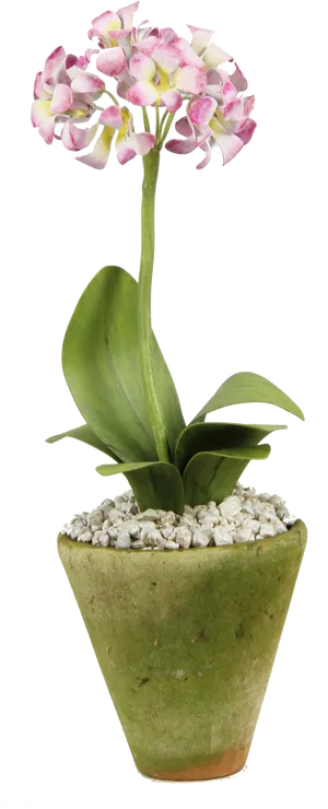 Blooming Orchidin Green Pot PNG Image