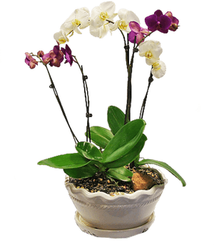 Moth Orchid, HD Png Download PNG image with transparent background