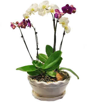 Blooming Orchidsin Ceramic Pot PNG Image