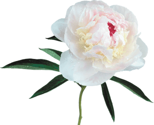 White Peony White Background, HD Png Download PNG with transparent background