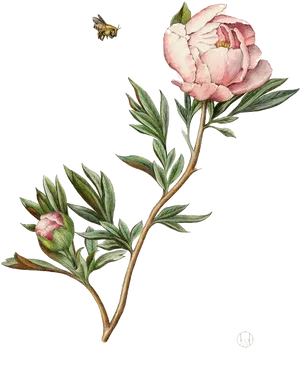 Blooming Peonywith Bee Illustration PNG Image
