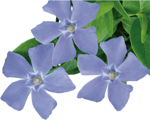 Periwinkle Flower Transparent, HD Png Download PNG image with transparent background
