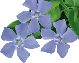 Blooming Periwinkle Flowers PNG Image