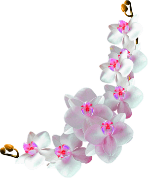 Orchids Film Frame Photography - Orchids Transparent Background, HD Png Download PNG image with transparent background
