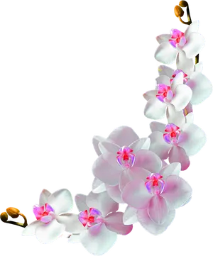 Blooming Phalaenopsis Orchid Transparent Background PNG Image