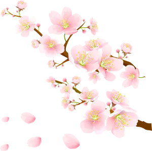 Blooming Pink Cherry Blossoms PNG Image