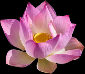 Lotus Png Background - Sacred Lotus, Transparent Png PNG image with transparent background