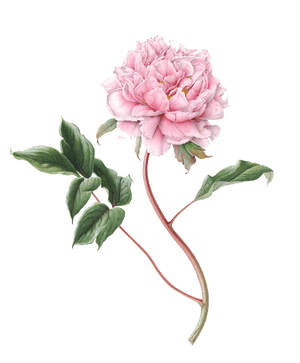 Peony PNG File PNG with transparent background
