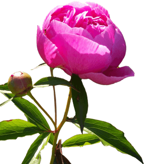 Peony PNG Transparent Image PNG with transparent background