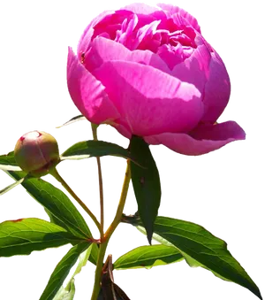 Blooming Pink Peony Transparent Background.png PNG Image