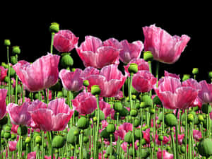 Blooming Pink Poppies Field PNG image with transparent background