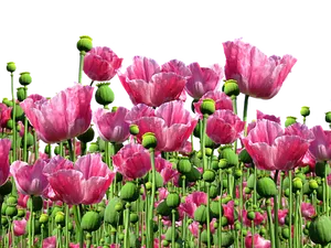 Blooming Pink Poppies Field PNG Image