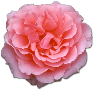 Pink Rose Flower - Pink Rose, HD Png Download PNG image with transparent background