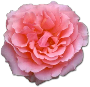 Blooming Pink Rose Isolated PNG Image