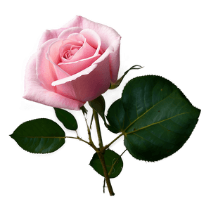 Blooming Pink Rose PNG 05242024 PNG image with transparent background