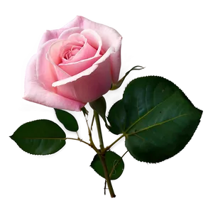 Blooming Pink Rose Png 05242024 PNG Image