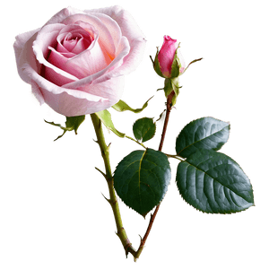 Blooming Pink Rose PNG pem15 PNG with transparent background