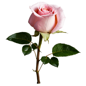 Blooming Pink Rose PNG rxj71 PNG with transparent background