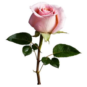 Blooming Pink Rose Png Rxj71 PNG Image