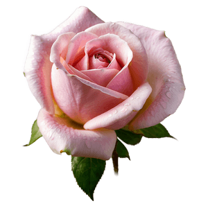 Blooming Pink Rose PNG tru53 PNG image with transparent background