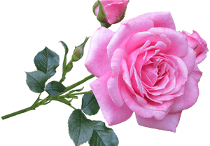 Pink Rose Stem Free Photo On Pixabay - Pink Rose Good Morning, HD Png Download PNG image with transparent background