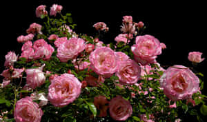 Blooming Pink Roses Against Black Background.jpg PNG image with transparent background