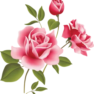 Blooming Pink Roses Illustration.png PNG Image