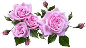 Blooming Pink Roses Transparent Background PNG Image