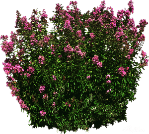 Transparent Shrub Png, Png Download PNG with transparent background