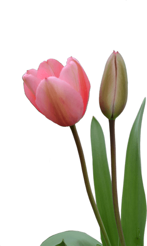 Tulip Bud Png, Transparent Png PNG with transparent background