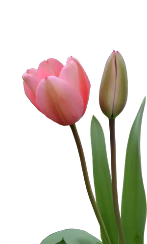 Blooming Pink Tulipand Bud PNG Image