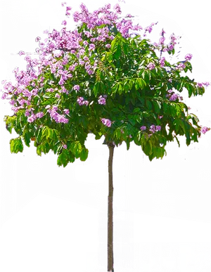 Blooming Purple Flower Treeon Black Background.jpg PNG Image