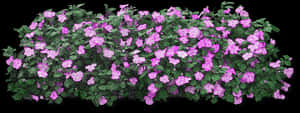 Blooming Purple Flowers Black Background PNG image with transparent background